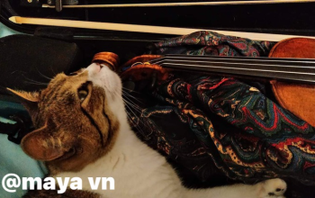 つぶく音楽教室